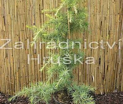 cedr - Cedrus deodara 'Golden Horizon'.