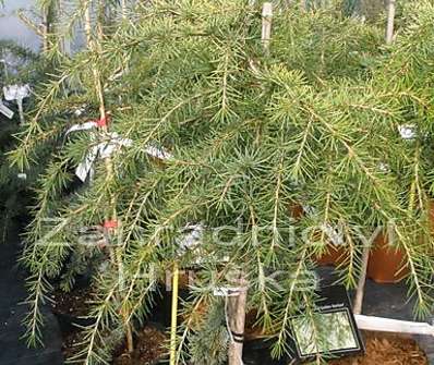 cedr - Cedrus deodara 'Golden Horizon'...