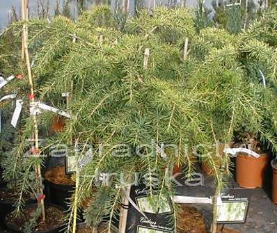 cedr - Cedrus deodara 'Golden Horizon'...