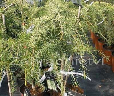 cedr - Cedrus deodara 'Golden Horizon'...