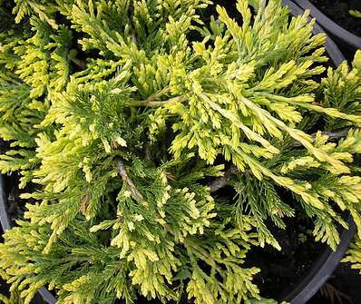 jalovec - Juniperus horizontalis 'Golden Carpet'