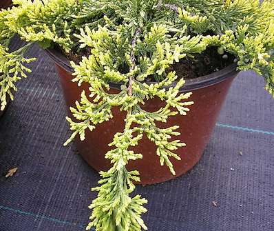 jalovec - Juniperus horizontalis 'Golden Carpet'