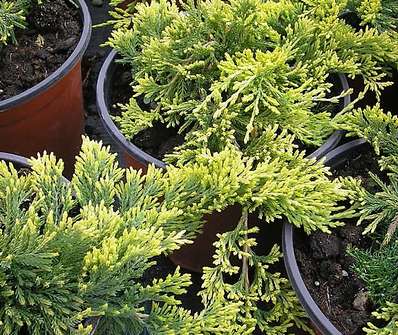 jalovec - Juniperus horizontalis 'Golden Carpet'