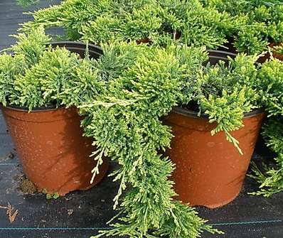 jalovec - Juniperus horizontalis 'Golden Carpet'