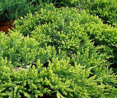 jalovec - Juniperus horizontalis 'Golden Carpet'