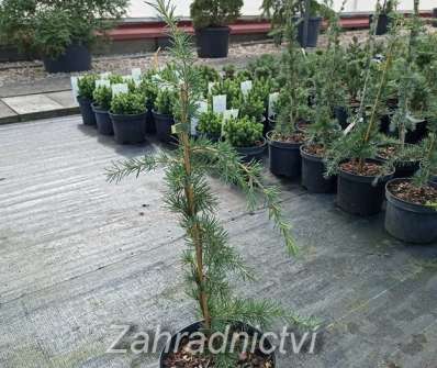 cedr - Cedrus libani 'Pendula'