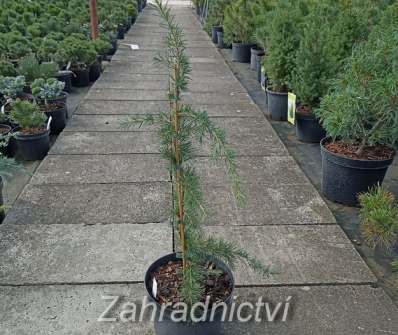 cedr - Cedrus libani 'Pendula'
