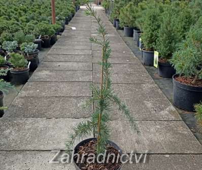 cedr - Cedrus libani 'Pendula'