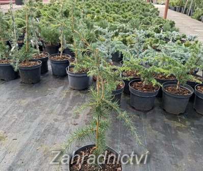 cedr - Cedrus libani 'Pendula'