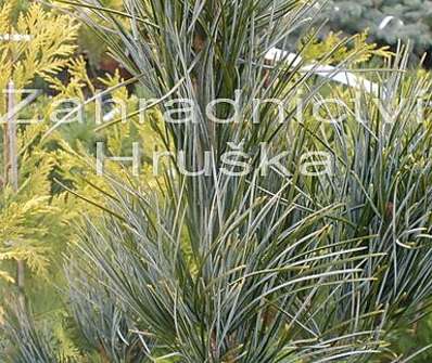 borovice - Pinus koraiensis 'Silveray'