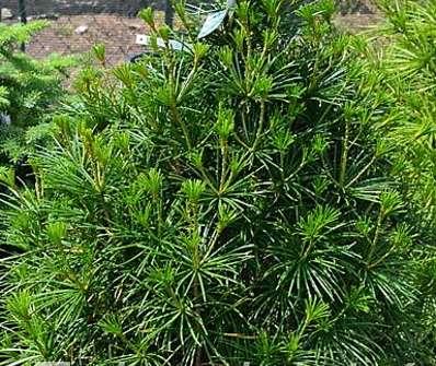 pajehličník - Sciadopitys verticillata.