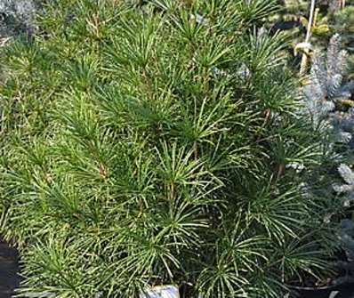 pajehličník - Sciadopitys verticillata.