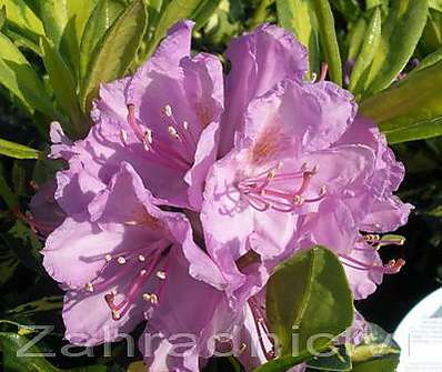 Rhododendron 'Gold Shine'