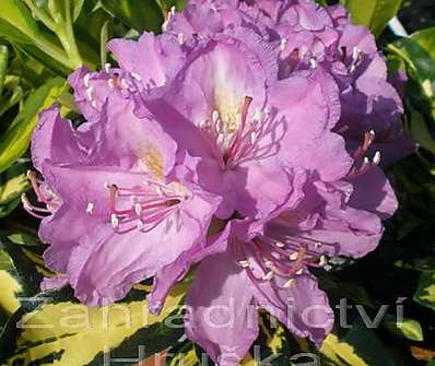 Rhododendron 'Gold Shine'