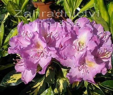 Rhododendron 'Gold Shine'