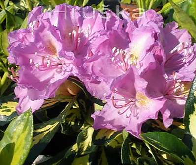 Rhododendron 'Gold Shine'