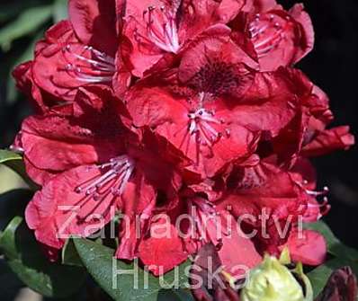 Rhododendron 'Moser s Maroon'