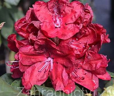 Rhododendron 'Moser s Maroon'