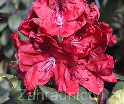 Rhododendron 'Moser s Maroon'