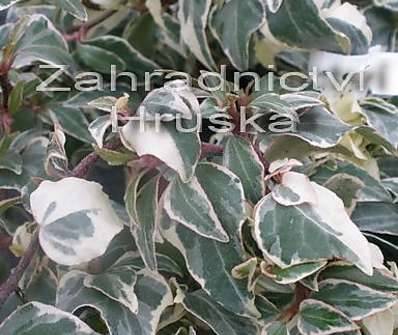 břečťan - Hedera helix 'Little Diamond'