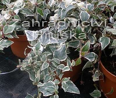 břečťan - Hedera helix 'Little Diamond'