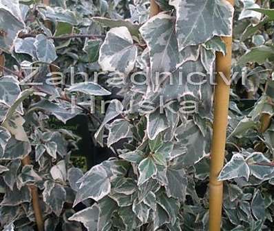 břečťan - Hedera helix 'Little Diamond'