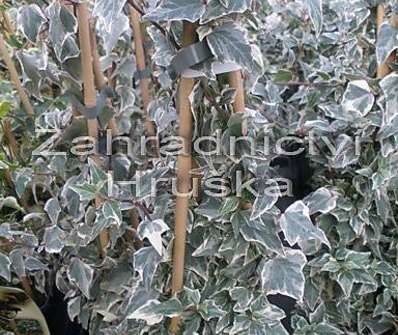 břečťan - Hedera helix 'Little Diamond'