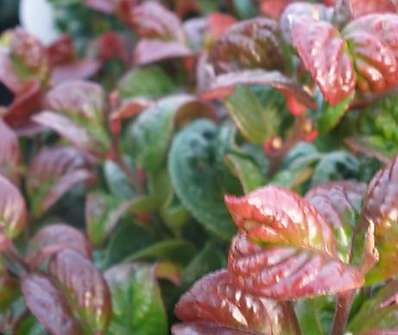 Leucothoe axillaris 'Curly Red'
