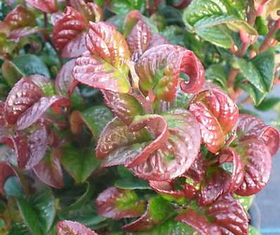 Leucothoe axillaris 'Curly Red'