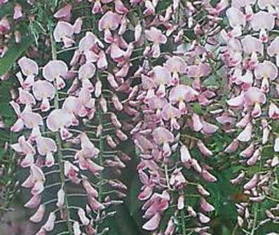 vistárie - Wisteria floribunda 'Rosea'