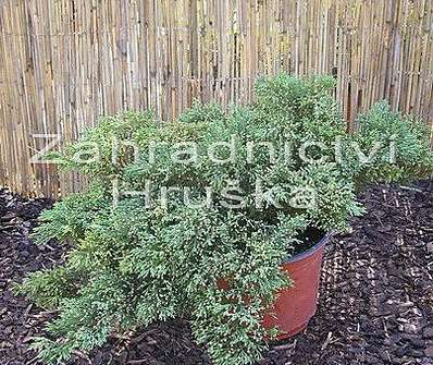 jalovec - Juniperus horizontalis 'Humilis'