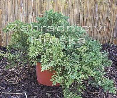 jalovec - Juniperus horizontalis 'Humilis'