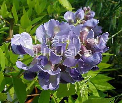 vistárie - Wisteria floribunda 'Macrobotrys'