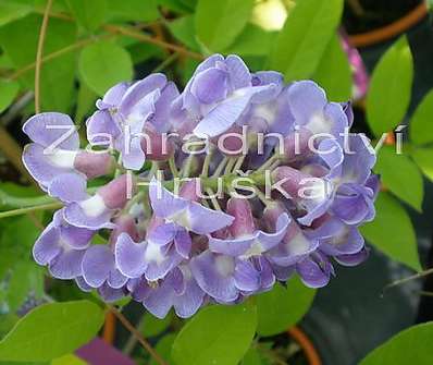 vistárie - Wisteria floribunda 'Macrobotrys'