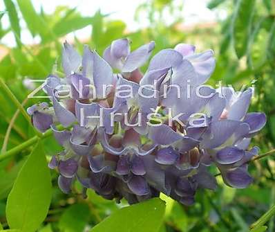 vistárie - Wisteria floribunda 'Macrobotrys'