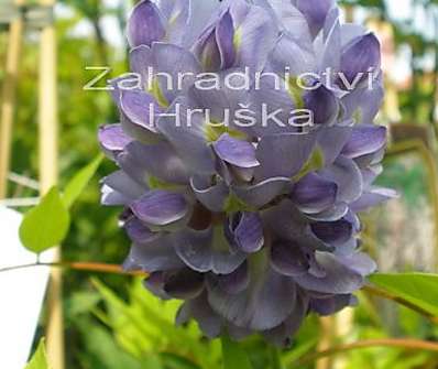 vistárie - Wisteria floribunda 'Macrobotrys'