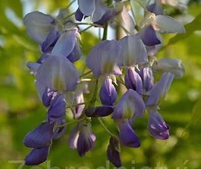 vistárie - Wisteria floribunda 'Macrobotrys'