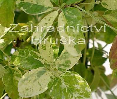 akebie - Akebia quinata 'Variegata'