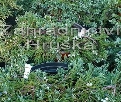 jalovec - Juniperus horizontalis 'Wiltonii'