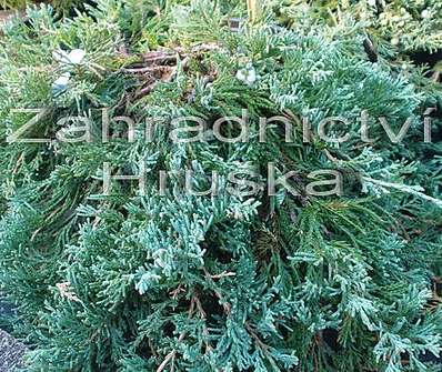 jalovec - Juniperus horizontalis 'Wiltonii'