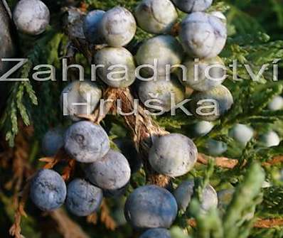 jalovec - Juniperus horizontalis 'Wiltonii'