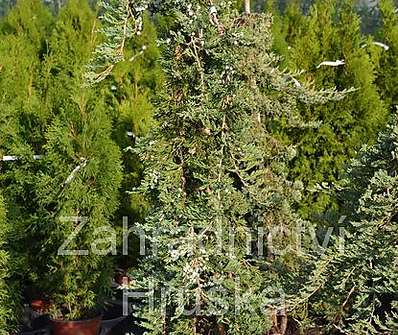 jalovec - Juniperus horizontalis 'Wiltonii' - vyvazovaný