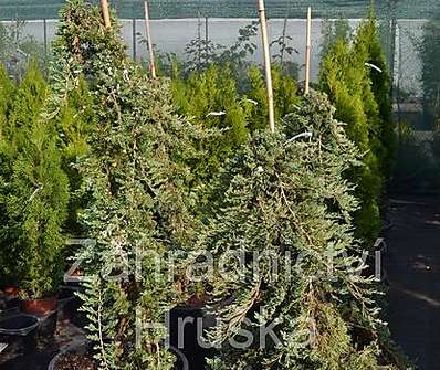 jalovec - Juniperus horizontalis 'Wiltonii' - vyvazovaný