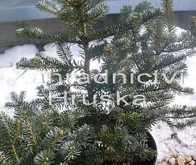 jedle - Abies koreana 'Blauer Pfiff'