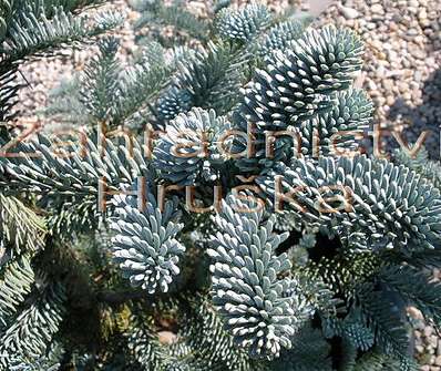 jedle - Abies procera 'Glauca'.