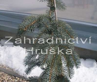 smrk - Picea pungens 'Columnaris'