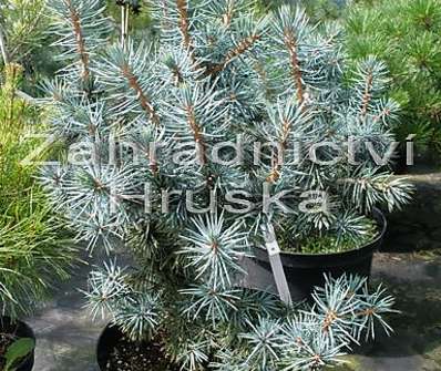 smrk - Picea pungens 'Mackii'