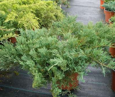 jalovec - Juniperus horizontalis 'Andorra Compact'