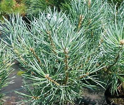 Borovice - Pinus sylvestris 'Beuvronensis'