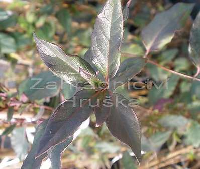 zimolez - Lonicera japonica Purpurea